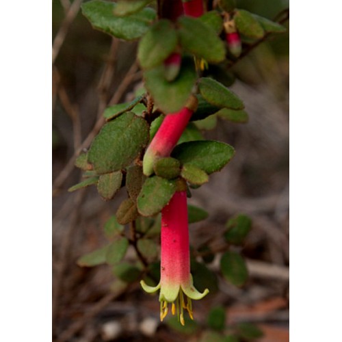 Correa reflexa Dwarf x 1 Plants Native Fuchsia Pink & Yellow Flowering Shrubs Hedge Hardy Garden Plants Drought Frost Bird Attracting Bush Rockery